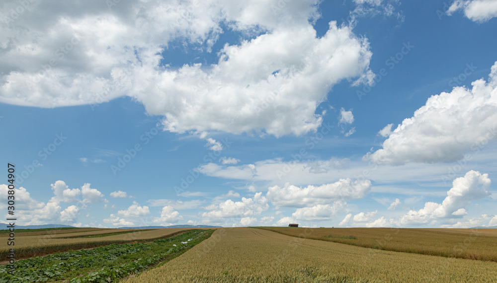 Wheat. Cloud. Hills. Harvest. Field. Sky