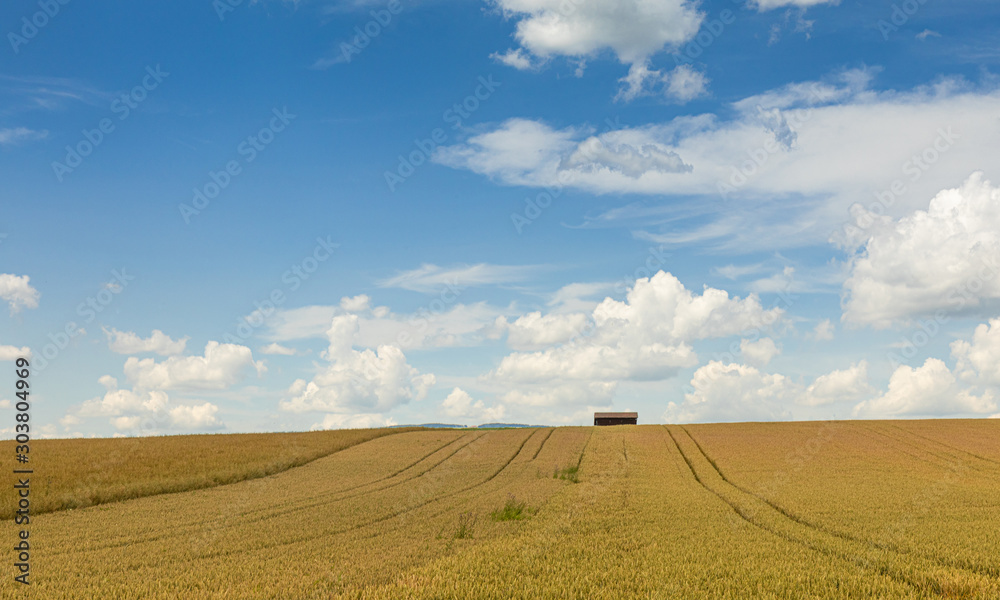 Fotografie Wheat. Harvest. Hills. Cloud. Field. Sky