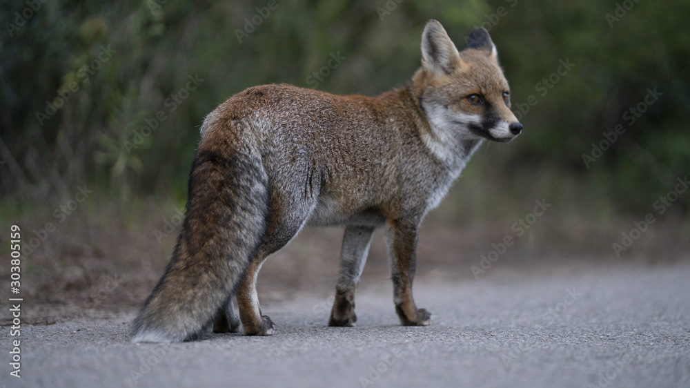 Fototapeta premium Foto della volpe nel parco della maremma