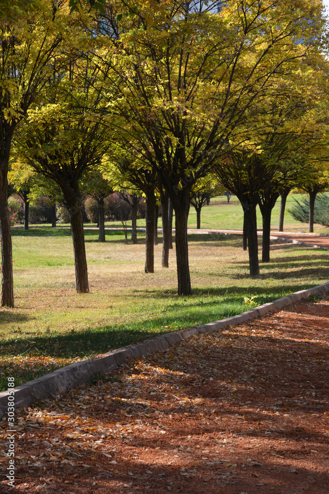Fototapeta premium nature landscape and trees on autumn