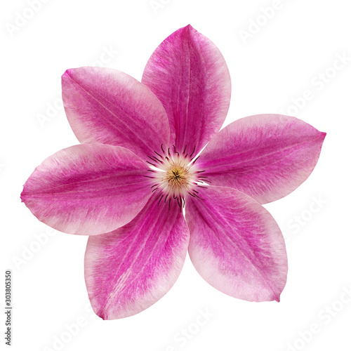 Flower purple clematis isolated on white background. Floral pattern, object. Flat lay, top view