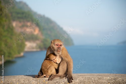 monkey mommy love holding baby mountain river background © Arthiti