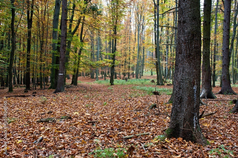 Amazing  autumn Carpathian forest, Slovakia, Europe