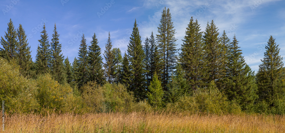 Panoramic view of conifers and shrubs, grass in the foreground