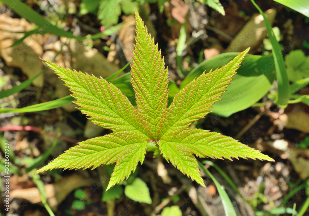 Leaf of meadow-sweet 2 Leaf of meadow-sweet 2