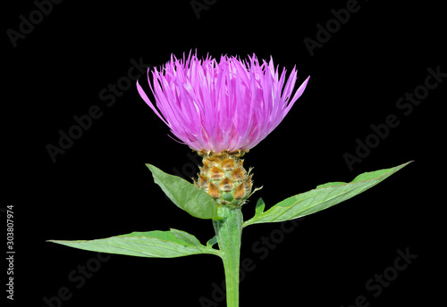 Medicinal herb (Rhaponticum carthamoides) 2 photo