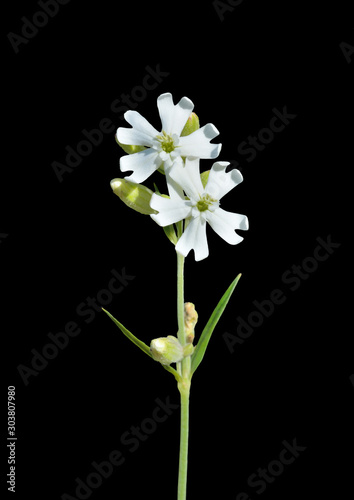 Flowers (Siline repens) 2