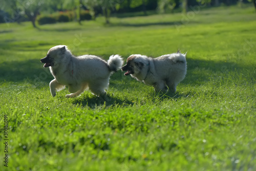 two keeshond wolfspitz puppy running