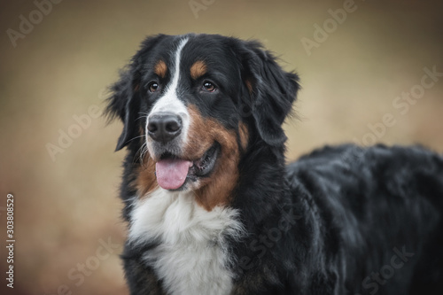 Portrait of a Bernese Mountain dog.