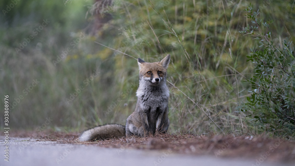 Obraz premium Scatti della volpe nel parco della maremma