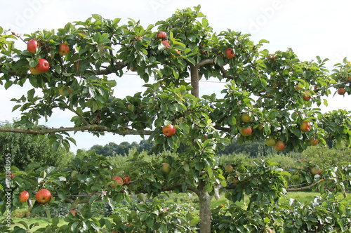 A Lovely Crop of Apples on an Espalier Fruit Tree.