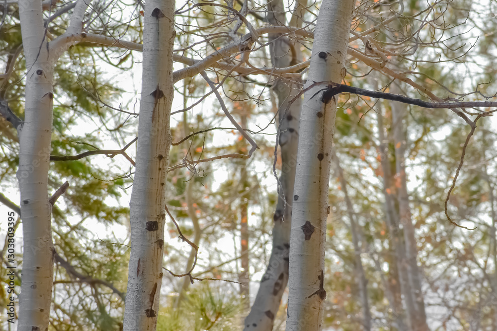 The trunks of Whispering Aspen in the woods. The trunks of Whispering Aspen in the woods.