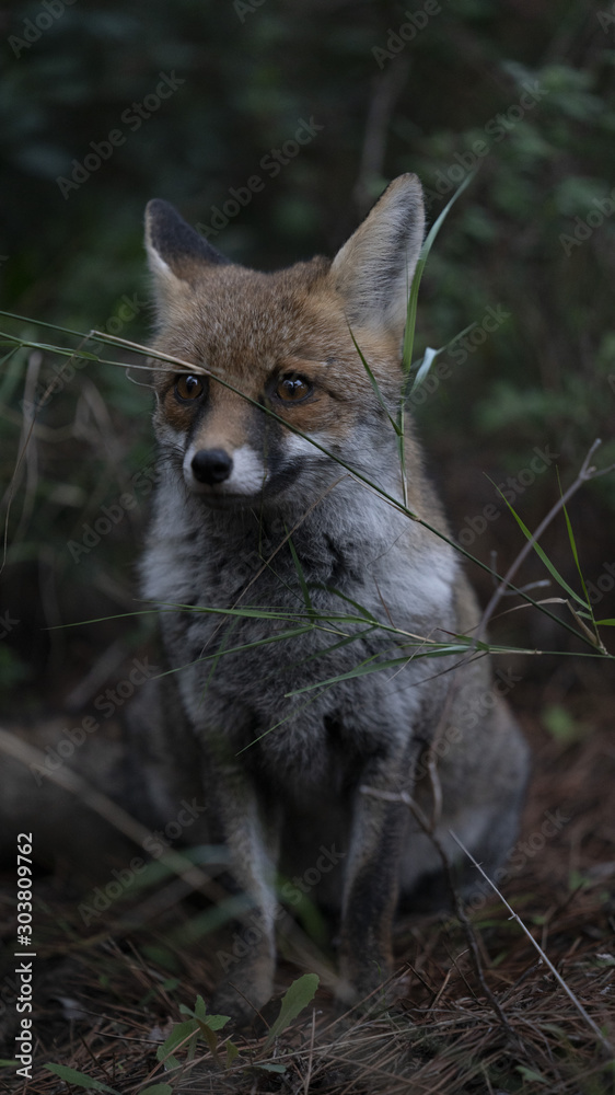 Naklejka premium Scatti della volpe nel parco della maremma