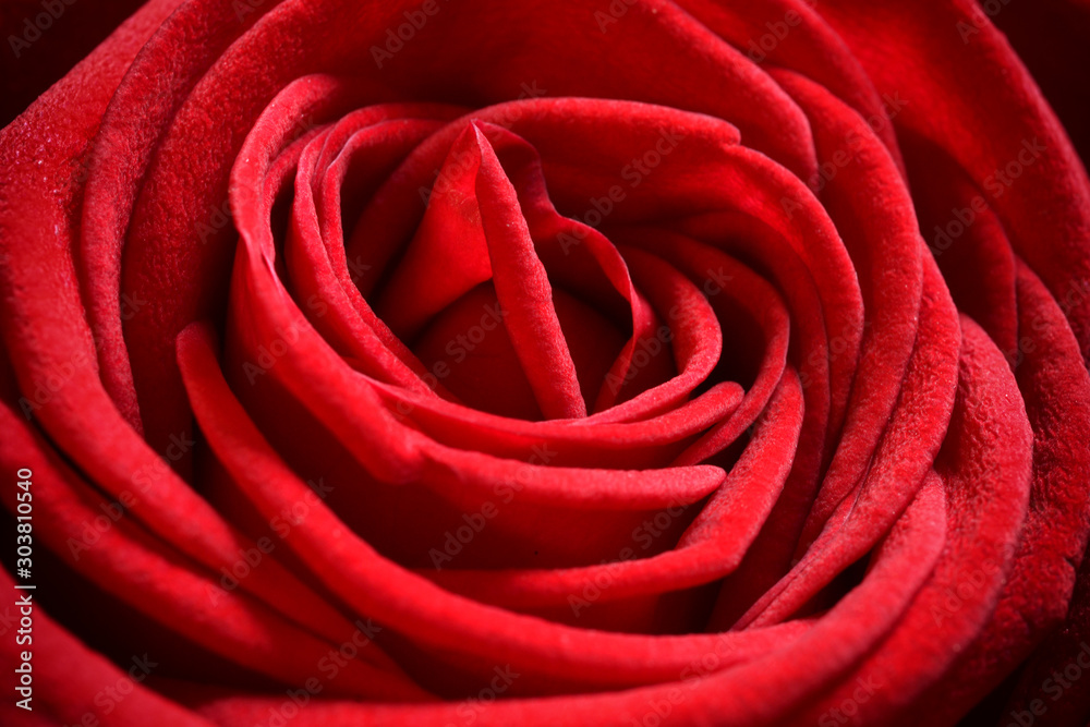 close-up on beautiful red rose with water drops close-up on beautiful red rose with water drops
