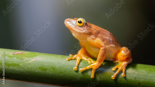 Tinker Reed frog