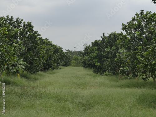 tree in a field