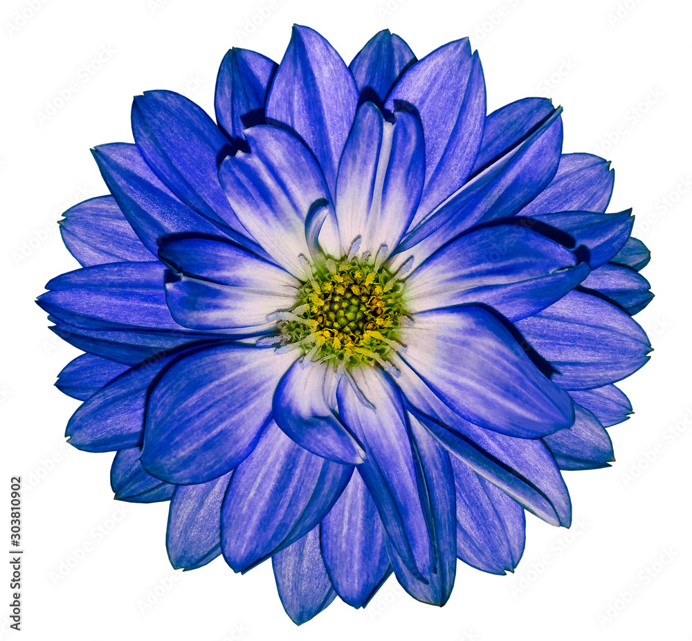 blue dahlia flower on white isolated background with clipping path. Closeup.  Nature.