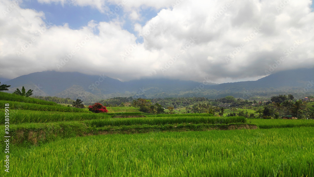 Jatiluwih paddy field rice terraces in Bali
