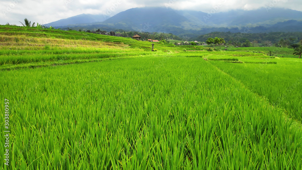 Jatiluwih rice terrace with sunny day