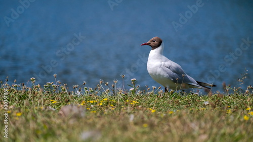 Black-headed Gull  Larus ridibundus  on the grass  Kalmar  Sweden