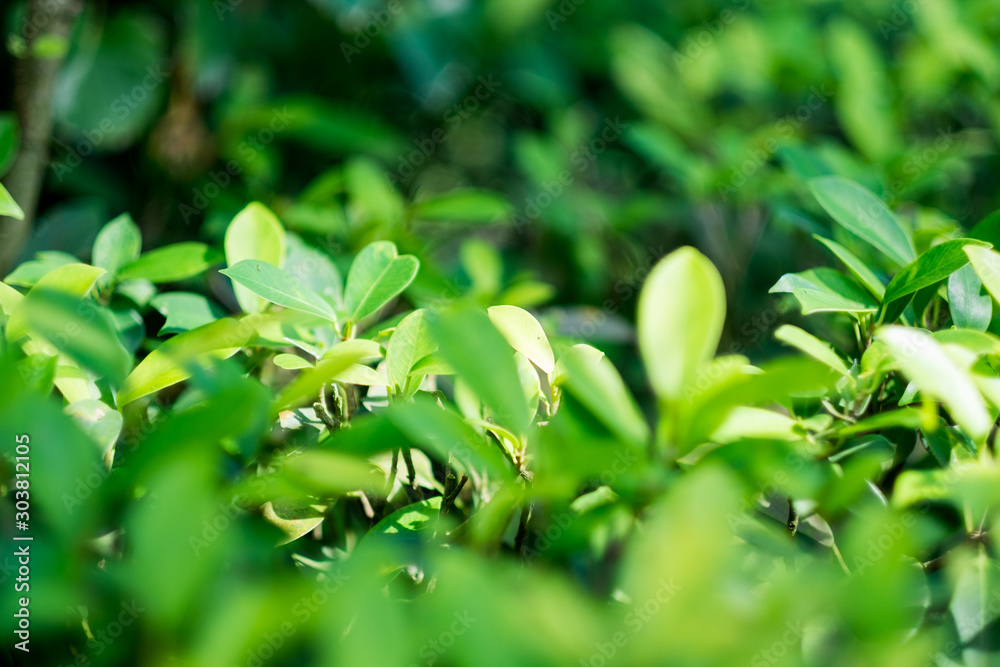 green leaf in the forest. green leaf in the forest.