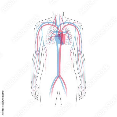 circulatory system anatomy