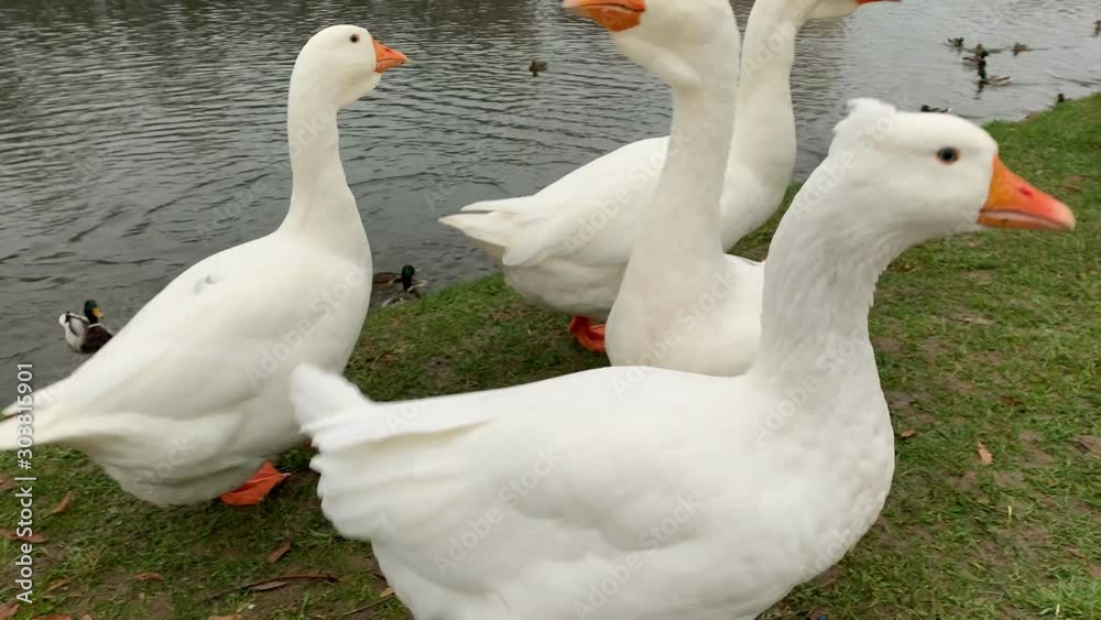 Several white geese walk in front of the camera among floating ducks along the riverbank in the city limits. Close-up Several white geese walk in front of the camera among floating ducks along the riverbank in the city limits. Close-up