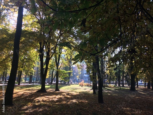  Beautiful city park bathed in sunbeams, green trees. © Татьяна Мазур