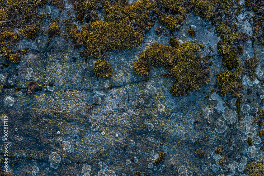 Moss on a gray stone. Texture and background