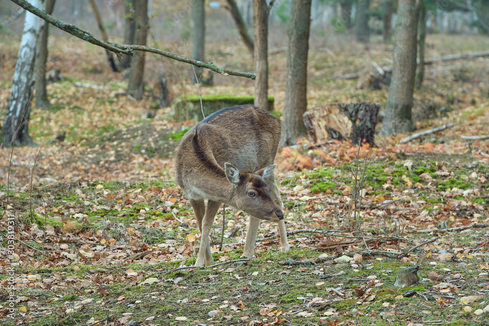 Eine einzelnes Weibchen Damwild im Wald im November Eine einzelnes Weibchen Damwild im Wald im November