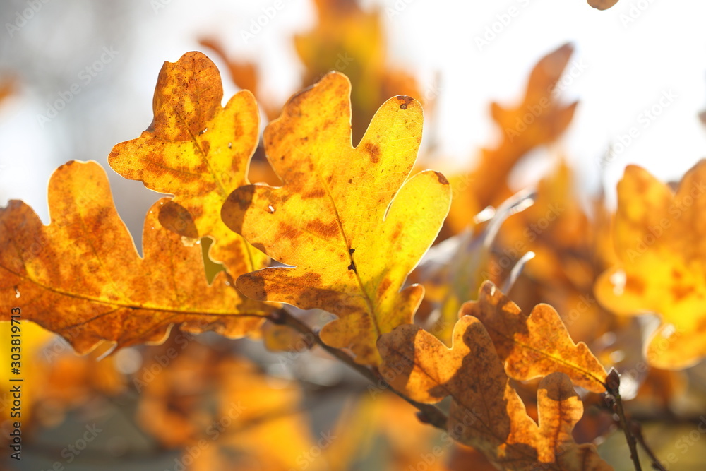 yellow autumn leaves yellow autumn leaves