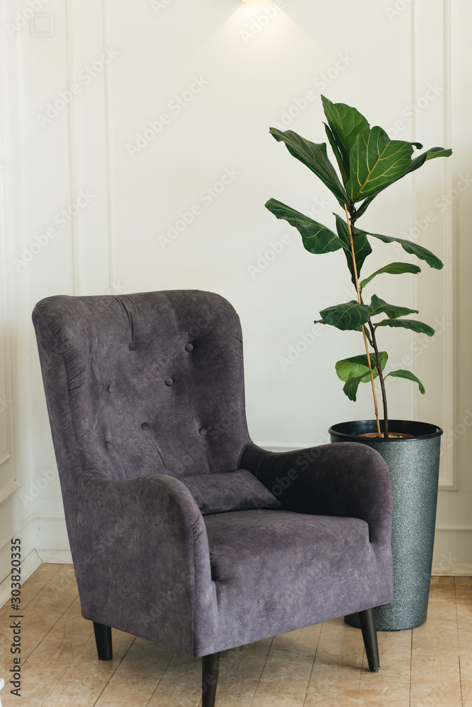 Stylish comfortable chair near white wall, next to a green plant, space for text. Interior design - obrazy, fototapety, plakaty 