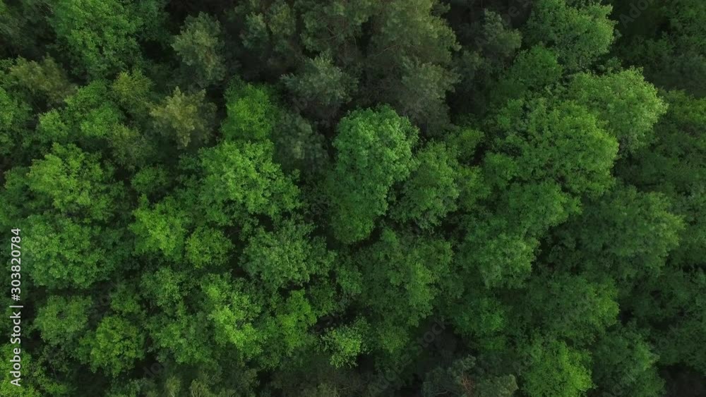 Top down view of green coniferous dense forest treetops motion background aerial. Quadcopter drone zooming wild nature woods growing in countryside. Ecology protection deforestation logging