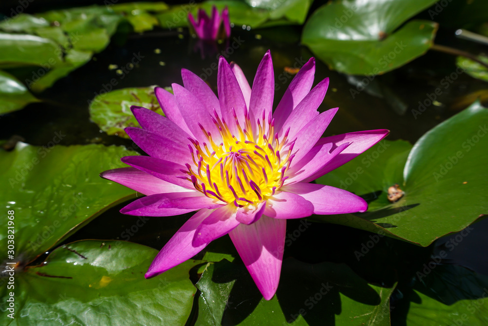 Pink waterlily in the pond Pink waterlily in the pond