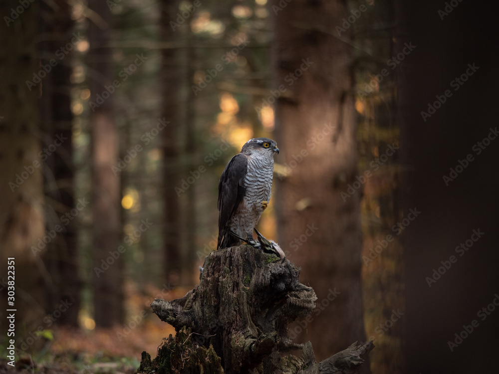 Eurasian sparrowhawk (Accipiter nisus) in dark autumn forest. Eurasian sparrowhawk portrait. Eurasian sparrowhawk sitting on tree. Eurasian sparrowhawk (Accipiter nisus) in dark autumn forest. Eurasian sparrowhawk portrait. Eurasian sparrowhawk sitting on tree.