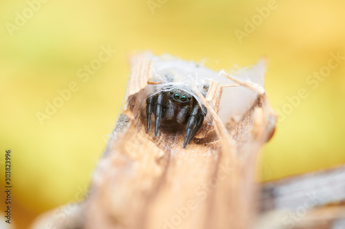 Fototapeta Naklejka Na Ścianę i Meble -  heliophanus jumping spider