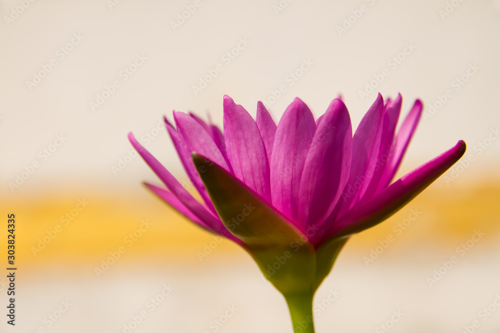 Lotus flower Lotus flower