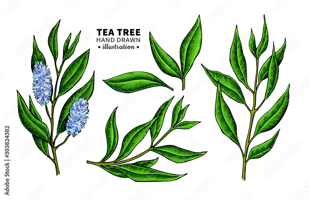 Tea tree vector drawing. Isolated vintage illustration of medical plant