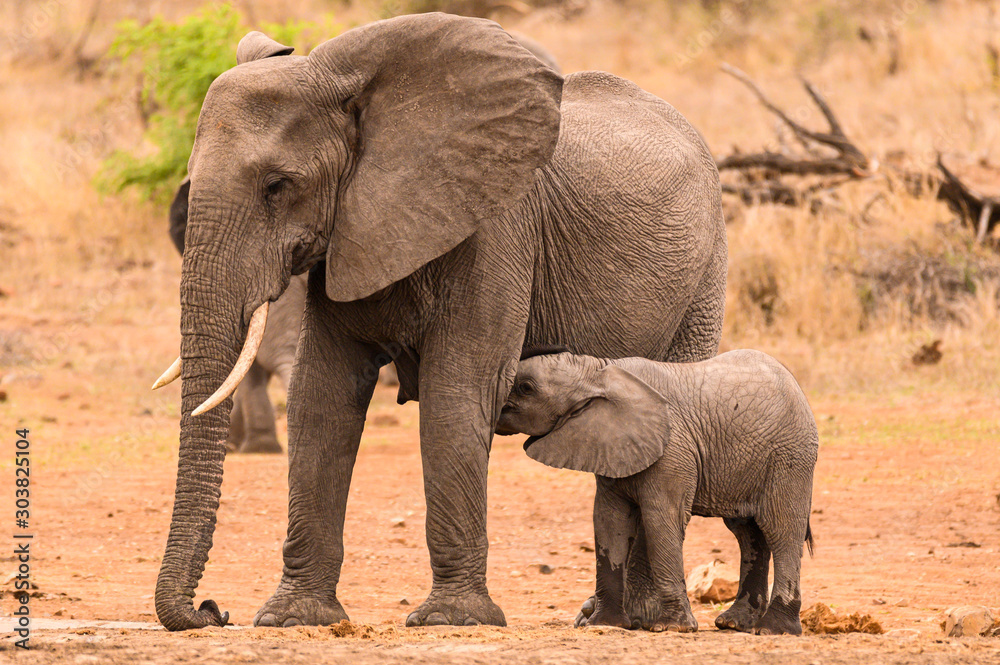 African Elephant cow standing at the waterhole while her young calf suckles from her