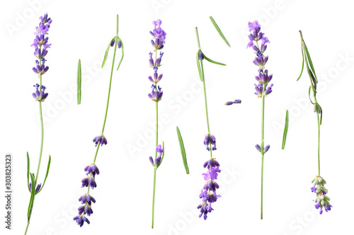 Fototapeta Naklejka Na Ścianę i Meble -  lavender flowers isolated on white background. top view