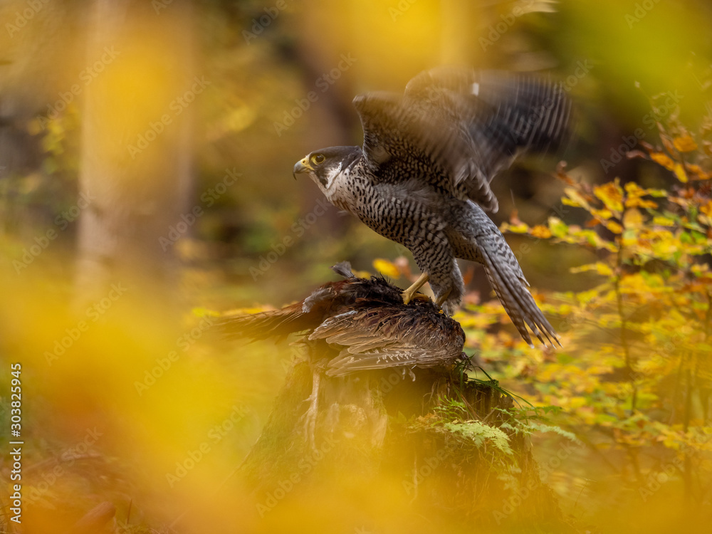 Peregrine falcon (Falco peregrinus) sitting on hunted pheasant and colorful autumn background. Peregrine falcon hunting. Peregrine falcon and pheasant. Autumn background.