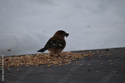 oiseau