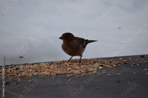 oiseau