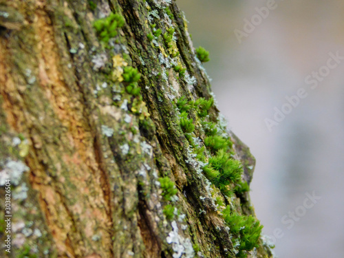 Macro d'écorce d'arbre avec jolies petites mousse verte et lichen jaune et bleu
