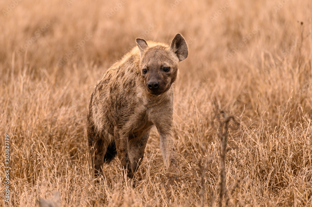 Spotted hyena pausing while patrolling through the long grass Spotted hyena pausing while patrolling through the long grass