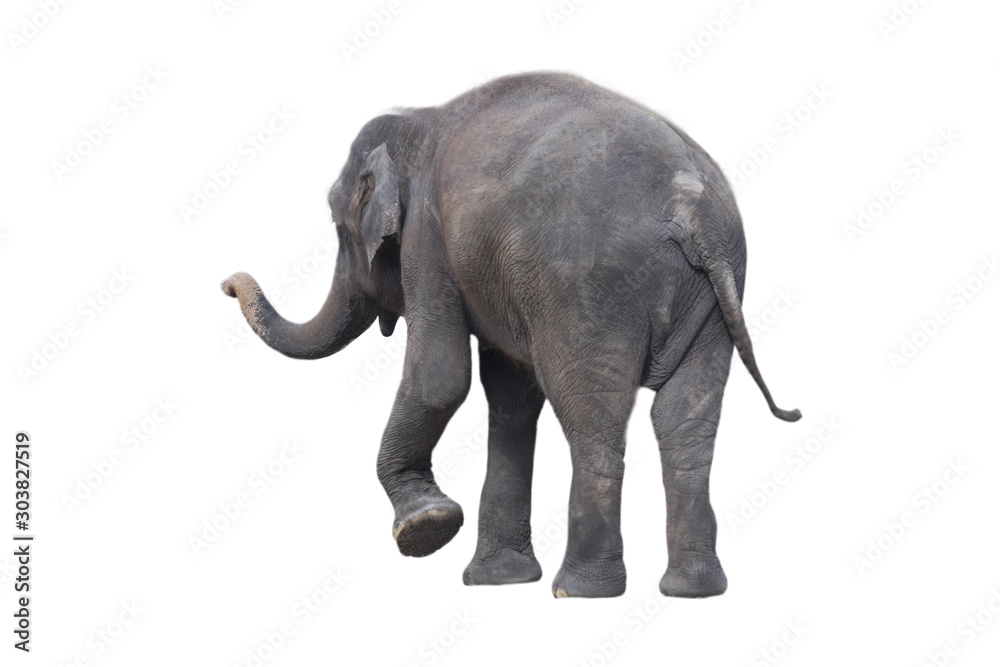 Elephant on a white background