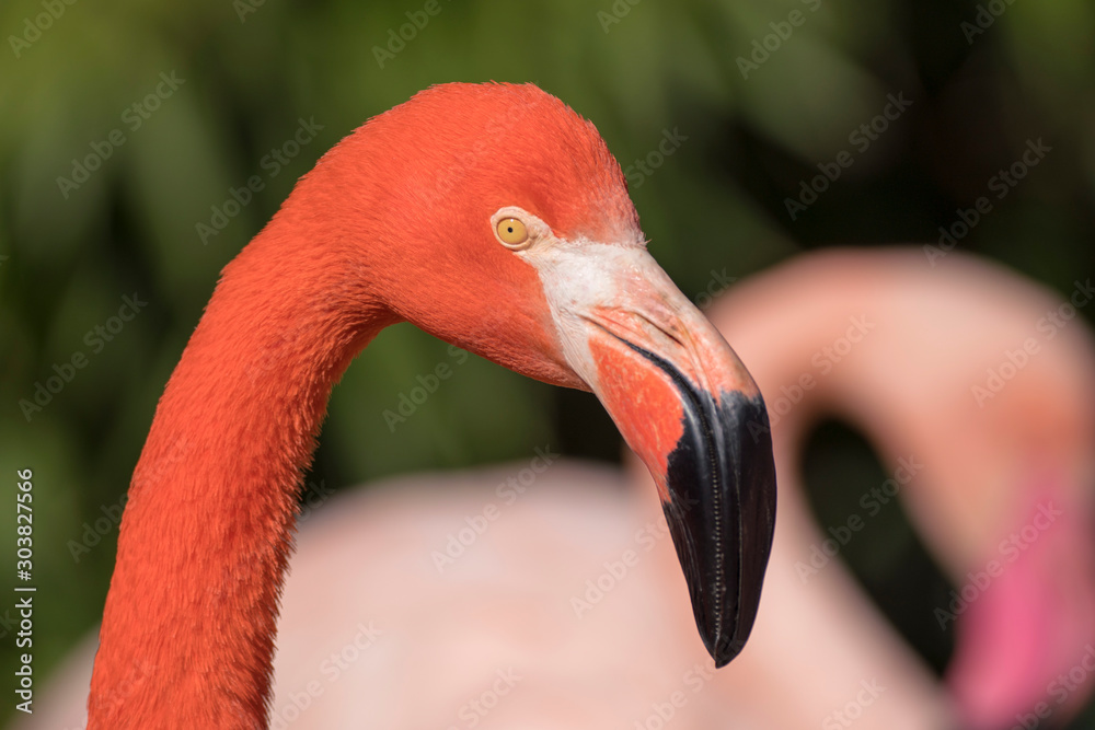 Foto de colorful red flamingo face looking to the right do Stock | Adobe  Stock