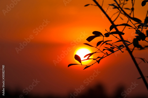 Branches with little leaves in front of sunset sky
