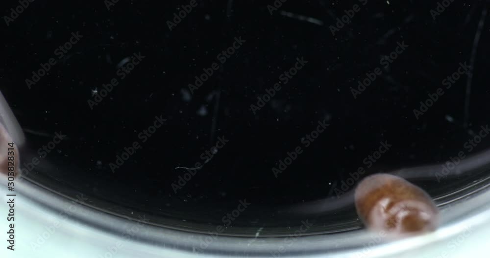 Leeches Insect Video Stock Leeches are segmented worms that belong to the phylum ...