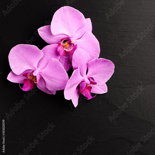 Orchid flowers on dark background.